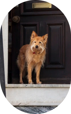 gorgeous dog by the door