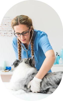 lady vet doing check ups