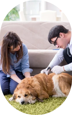 vet checking the dog for ticks