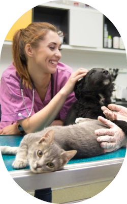 vet petting various animals